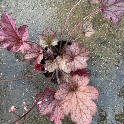 Heuchera 2