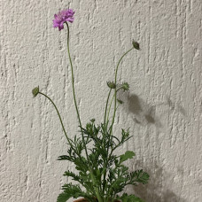 Scabiosa incisa