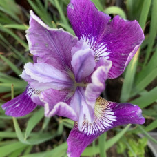 Iris lutra