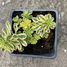 Sedum 1