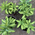 Sedum - Hylotelephium
