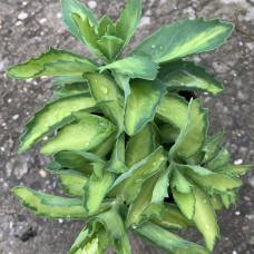Sedum - Hylotelephium