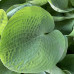 Hosta "Big Daddy"