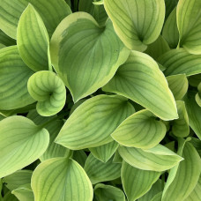 Hosta 1