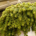 Sedum tetractinum "Coral Reef" Sedum tetractinum "Coral Reef"