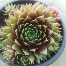 Sempervivum 1