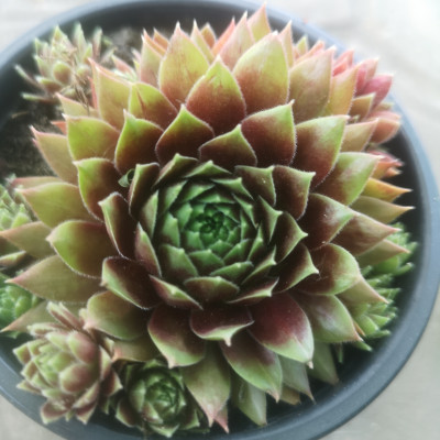 Sempervivum 1