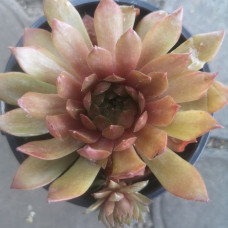 Sempervivum 4