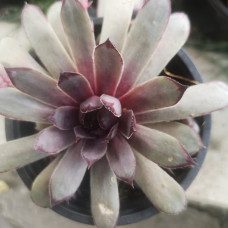 Sempervivum 5
