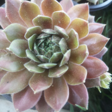 Sempervivum 6