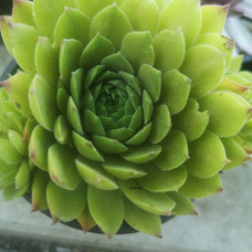 Sempervivum 9