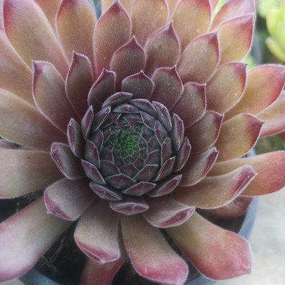 Sempervivum 10