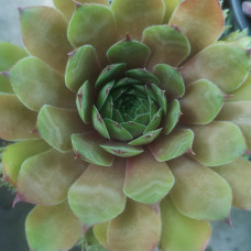 Sempervivum 13