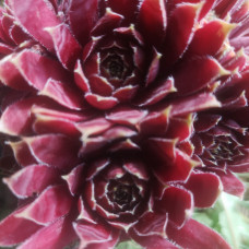 Sempervivum 14