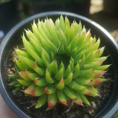 Sempervivum 17