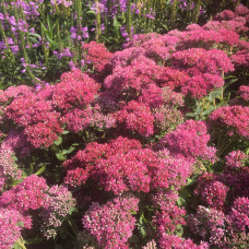 SEDUM ROSA JOY