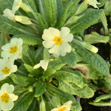 Primula zuta