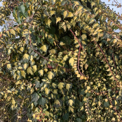 Hedera helix "Gold Heart"