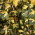 Hedera helix "Gold Heart"