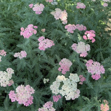 Achillea rose