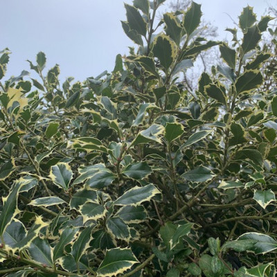 Ilex aquifolium argentea marginata