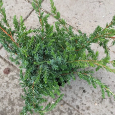 Juniperus conferta schlager