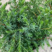 Juniperus conferta schlager