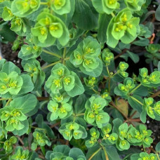 Euphorbia polychroma