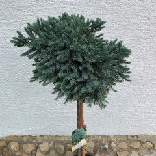 Juniperus squamata "Blue star" kalem na 80 cm.