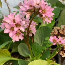 Bergenia rosea