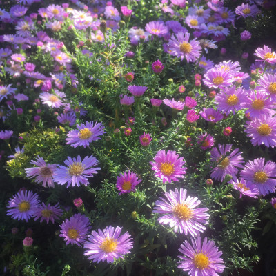 Aster dumosus Kassel