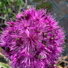 Allium ljubicast