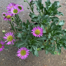Erigeron glaucusus
