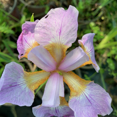 Iris rozi