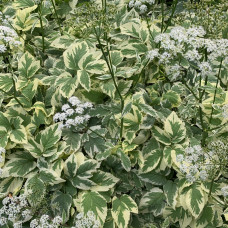 AEGOPODIUM PODAGRARIA „VARIEGATA"