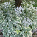 AEGOPODIUM PODAGRARIA „VARIEGATA"