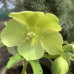 Helleborus odorus