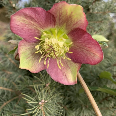 Helleborus 