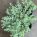 Sedum dasyphyllum "Major"