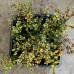 Thymus x citriodorus variegatus