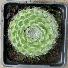 Sempervivum 5