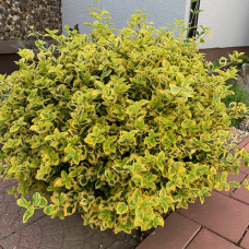 EUONYMUS FORTUNEI „EMERALD’N GOLD“