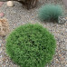 Thuja occidentalis 'Mr BOWLING BALL'
