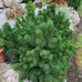 Pinus mugo