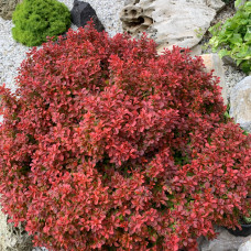 Berberis  th "Admiration"