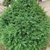 Buxus sempervirens