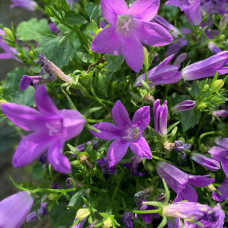 Campanula portenschlagiana rosea