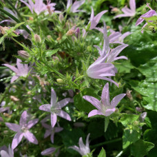 Campanula belo - roza