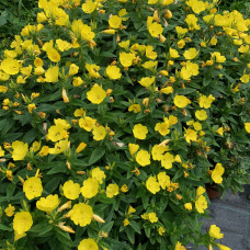 OENOTHERA FRUTICOSA