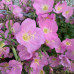 OENOTHERA SPECIOSA